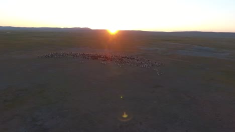 Toma-Aérea-De-Drones-De-Ovejas-Durante-La-Puesta-De-Sol-En-Mongolia